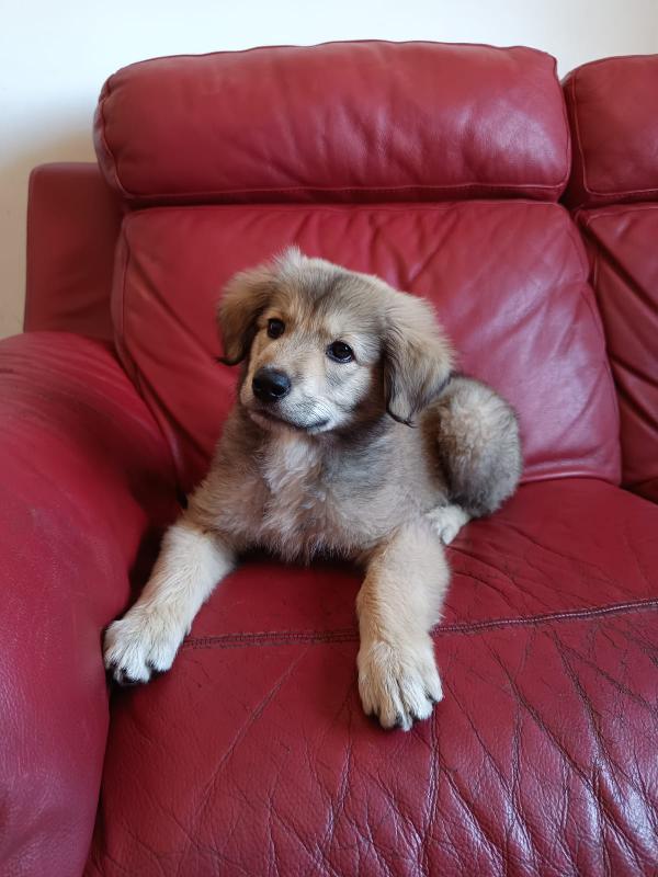 Cucciola mis pastore 2 mesi Foto 4